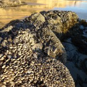 2014-01-17 PointReyesCamping 015 : 2014-01-17_PointReyesCamping